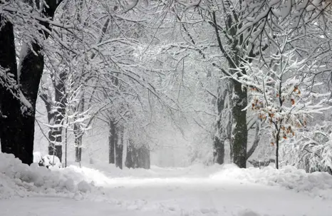 winter trees in snow