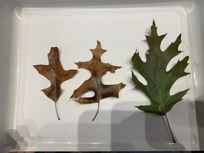 leaves in various states of life
