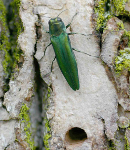 emerald ash bore insect on a tree