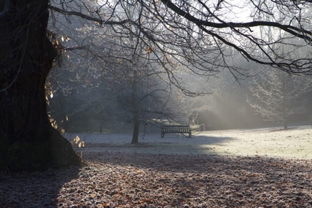 tree in a park during winter