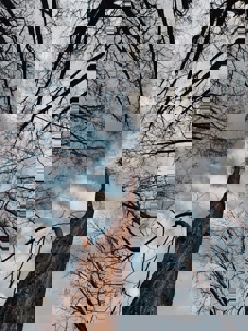 tall pine tree in the winter