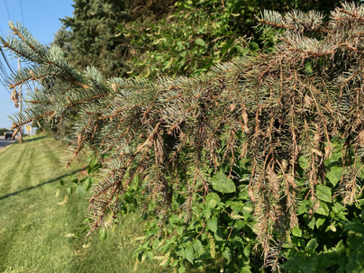 pine tree suffering from disease