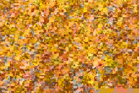 fall leaves on the ground