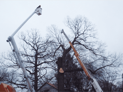 man in a bucket taking care of tree