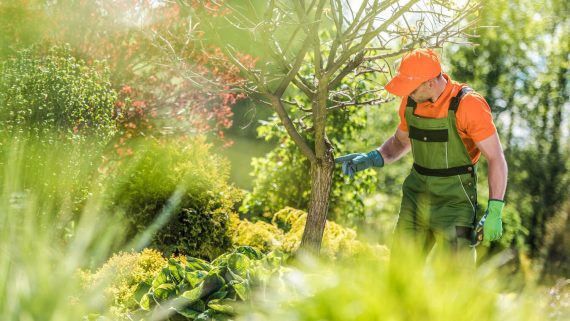 man inspecting a plant